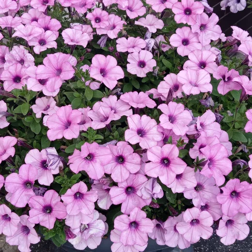 Рожева петунія Famous Magik Pink