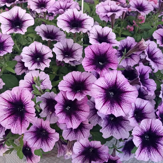 Фіолетова петунія Famous Violet Dark Eye