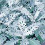 cinerariya-silverdust3