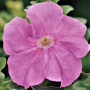 433390-limbo-gp-sweet-pink24
