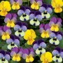 viola-rogataya-endurio-f1-complete-mix